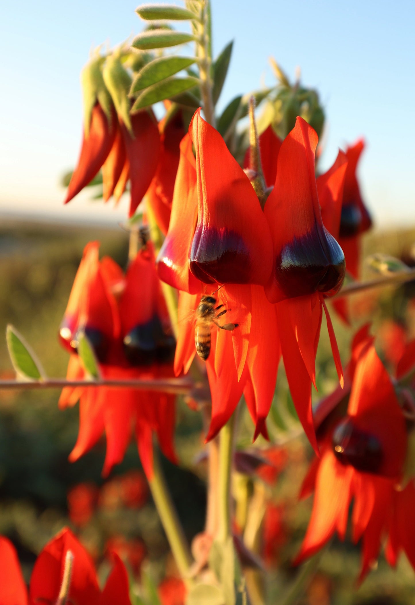 Wonderful Desert Pea & Bee- Karratha Hills