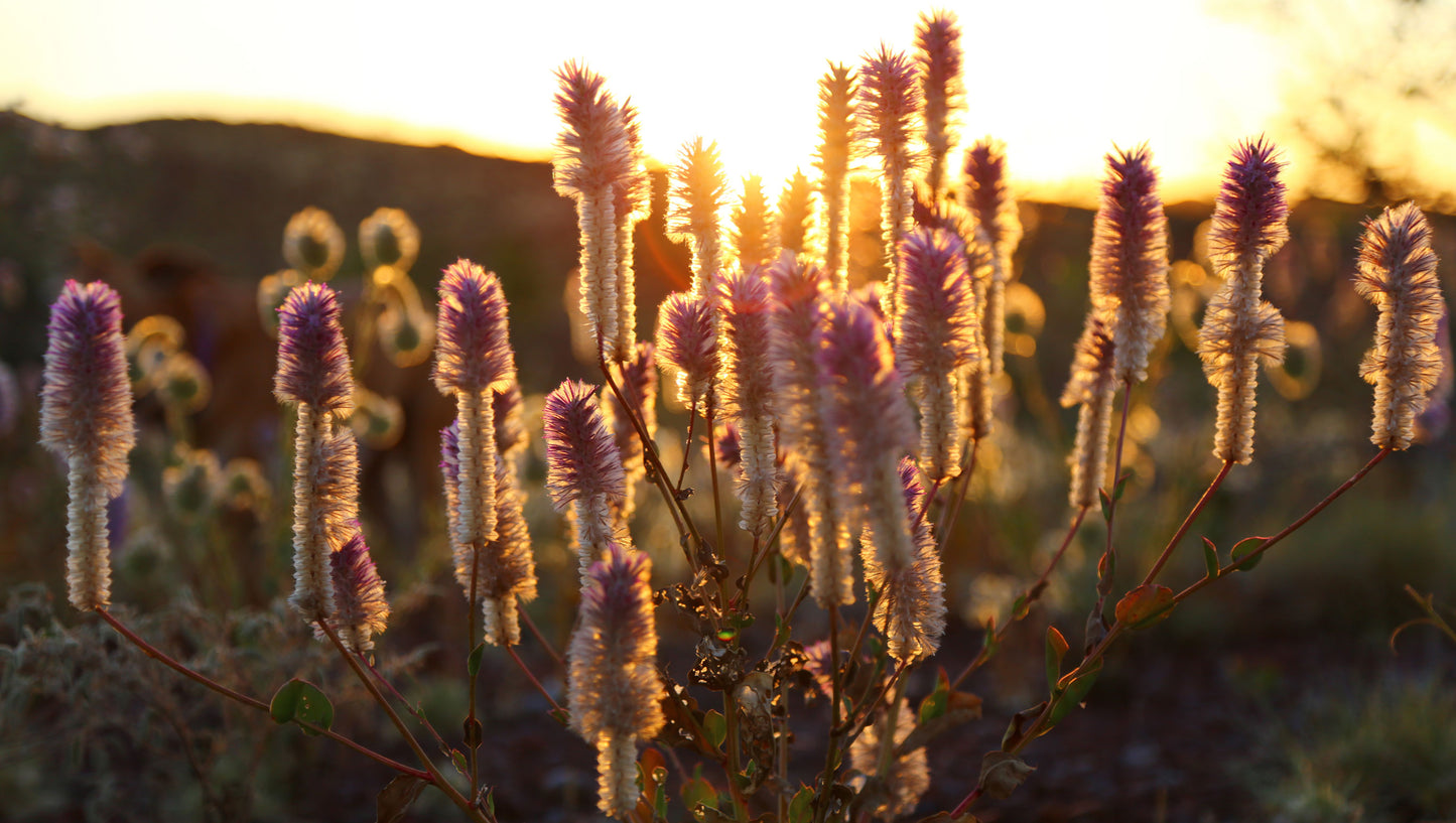 Mulla Mulla Wildflowers