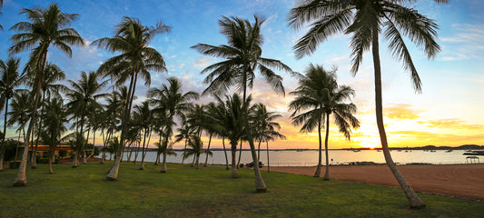 Dampier Palms