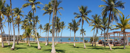 Dampier Palms